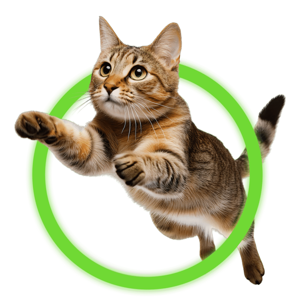 Cat jumping through a neon green hoop